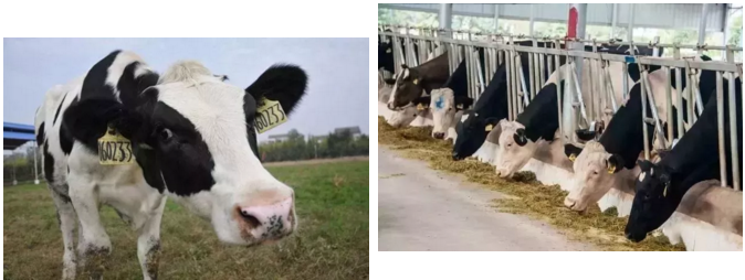 1536637297139262.png blob.png